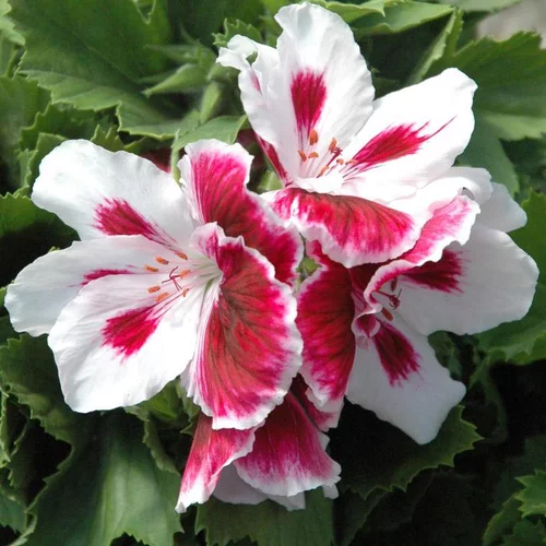 Pélargonium à grandes fleurs - Le pot de Ø 15 cm