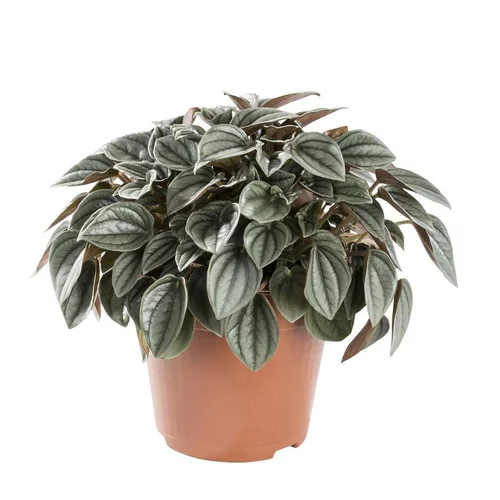Peperomia Piccolo Banda Ø 6cm