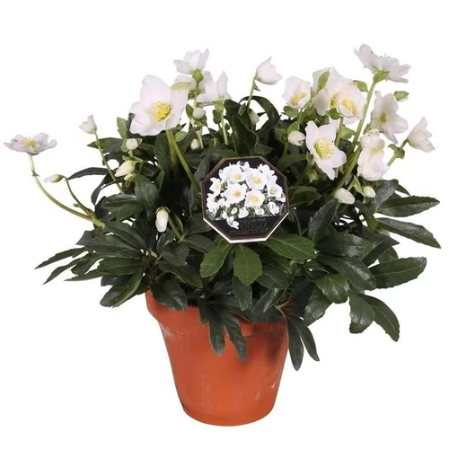 Rose de Noël pot terre cuite - Le pot de 3 litres
