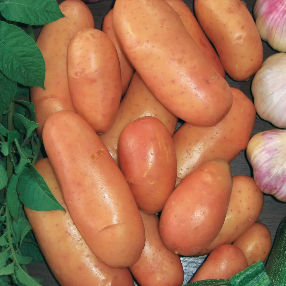 25 Pommes de terre Rose de France (Cirielle) Bio Solanum tuberosum rose de france (cirielle)