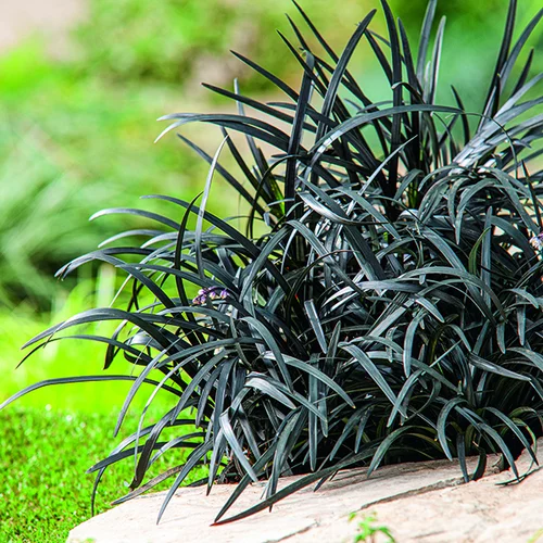 Ophiopogon Niger noir botanic®. Le pot de 1 litre