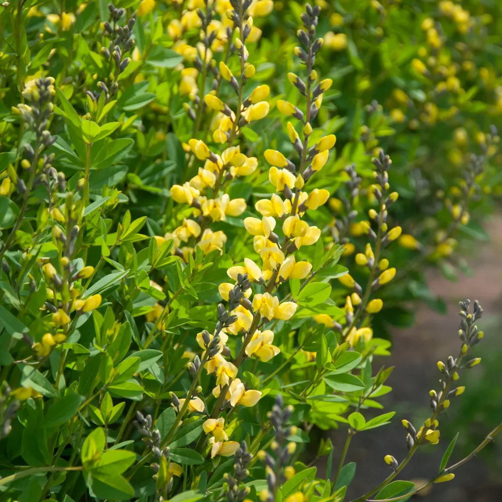 Lupin indigo Lemon Meringue Baptisia Lemon Meringue