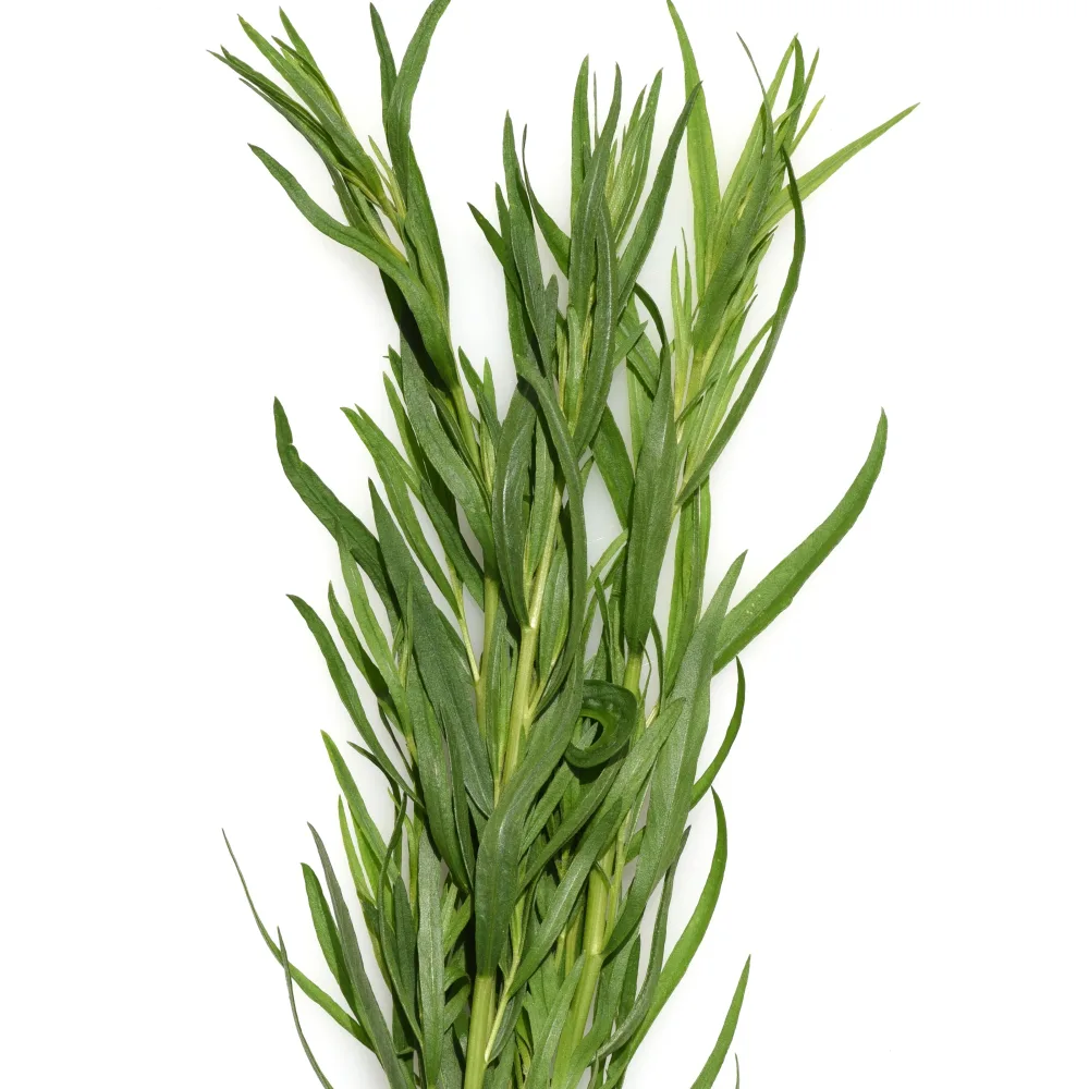 Plant d'Estragon Artemisia dracunculus