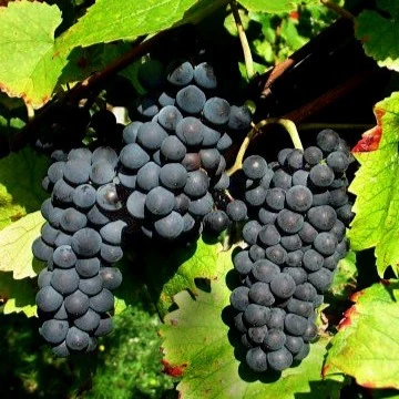 Vigne Pinot Vitis vinifera pinot