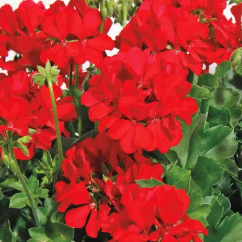 Géranium interspécifique Calliope à fleurs rouges - Le pot de 0,7 litre