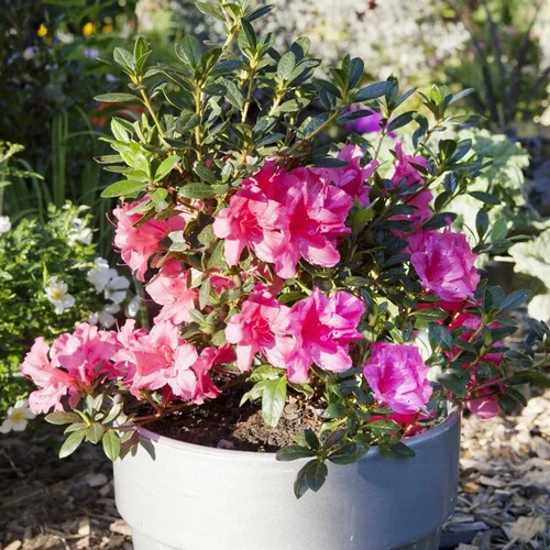 Azalée Encore Carnival rose. Le pot de 4 litres