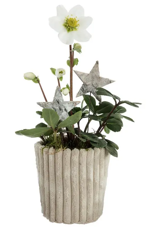 Hellébore pot effet velours côtelé - Ø 10 cm