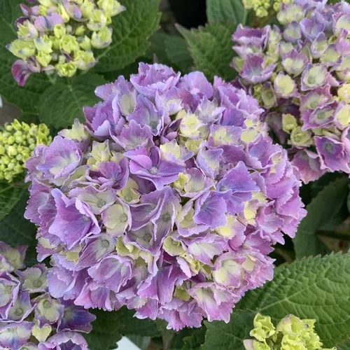 Hortensia Varié. Le pot de 3 litres