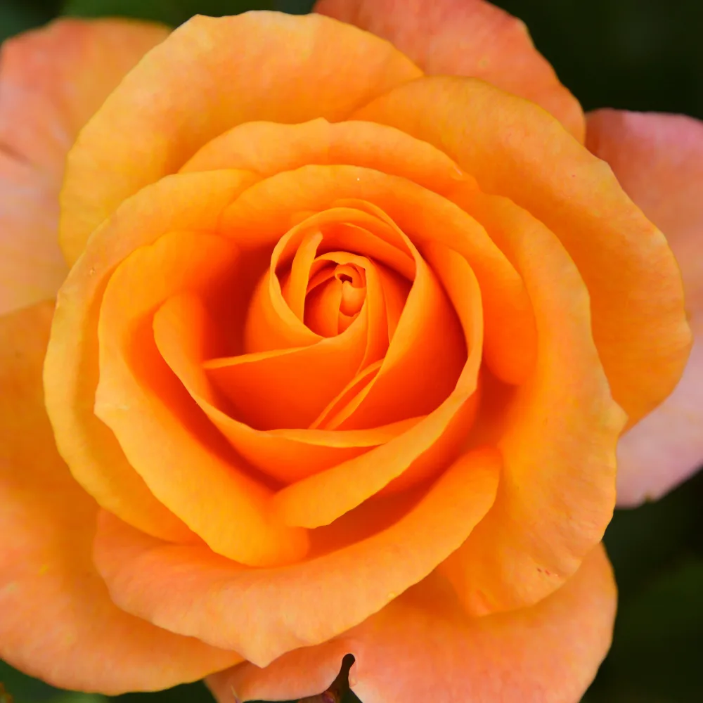 Rosier à massif orange Rosa