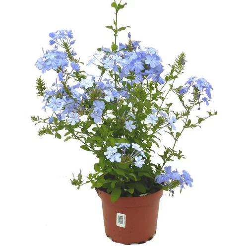 Dentelaire du Cap - Le pot de 5 litres
