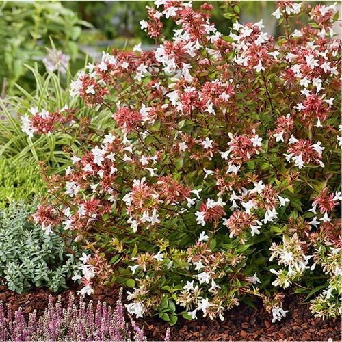 Abélia Grandiflora Sherwood rose. Le pot de 5 litres