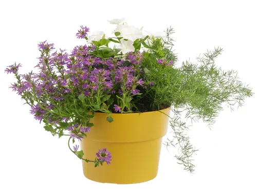 Mélange Provence. Le pot de 5 litres