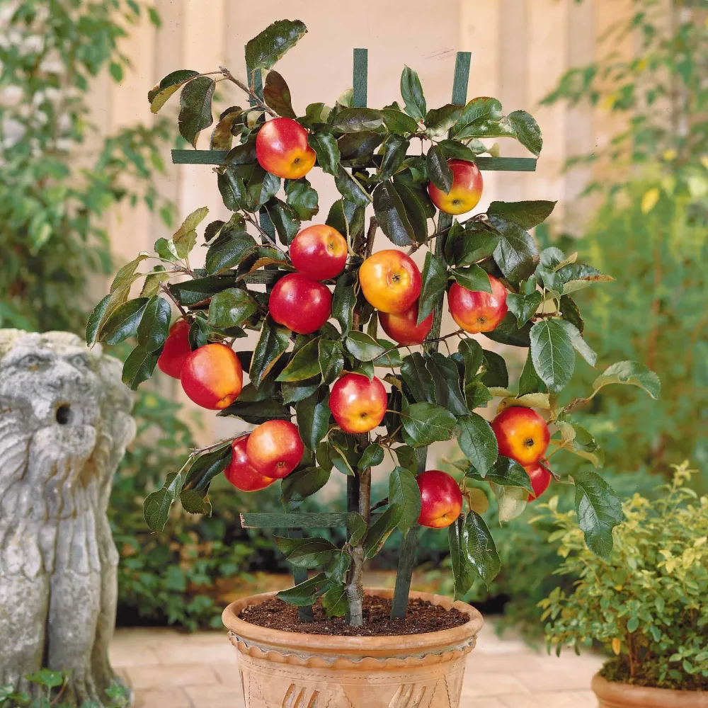 Mini-pommier Gala Malus domestica Gala