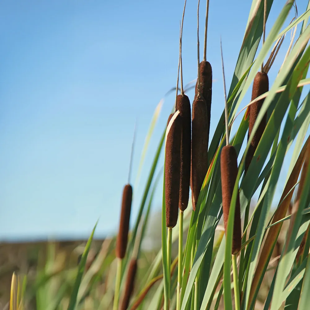 Massette à feuilles larges Typha latifolia