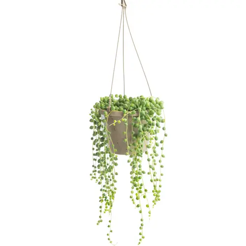 Collier de perles (Senecio rowleyanus) vert. La suspension Ø 12 cm
