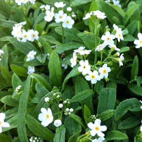 Myosotis des marais Ice Pearl Myosotis palustris ice pearl