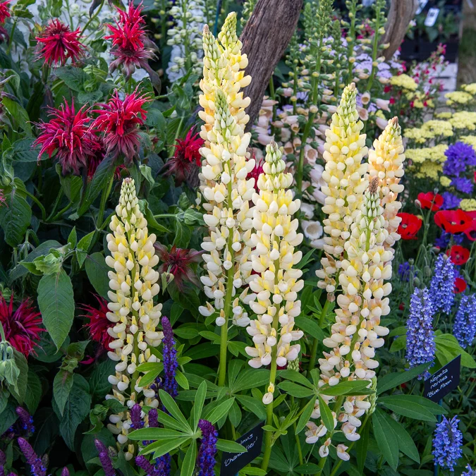 Lupin Chandelier Lupinus polyphyllus Chandelier