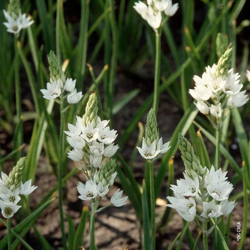Ornithogalum blanc 5/6 Fleurs - Le pot de 22 cm