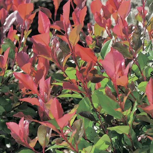 Photinia ‘Red Robin’ rouge. Le pot de 7L