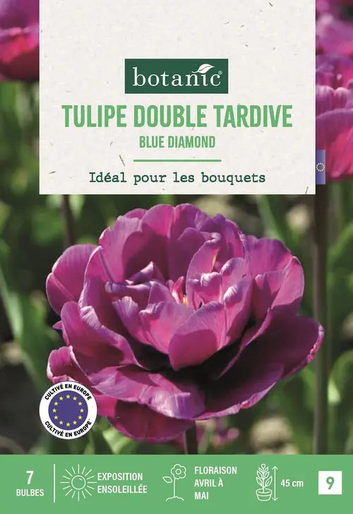 Bulbes de fleurs Tulipe double tardive Blue Diamond violet botanic® - 7 bulbes