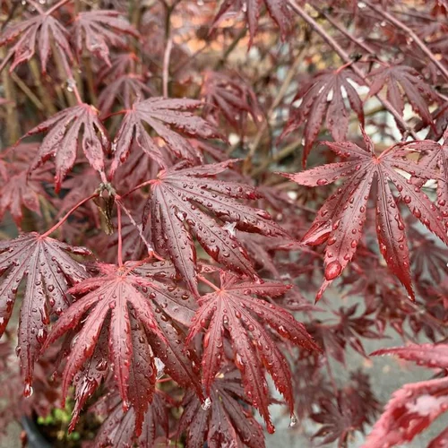 Érable du Japon Trompenburg rouge. Le pot de 10 litres, forme bonsaï