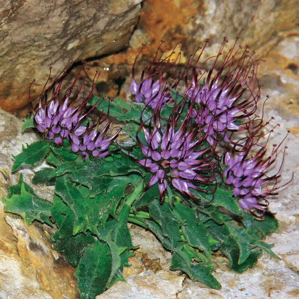 2 Physoplexis comosa Physoplexis comosa