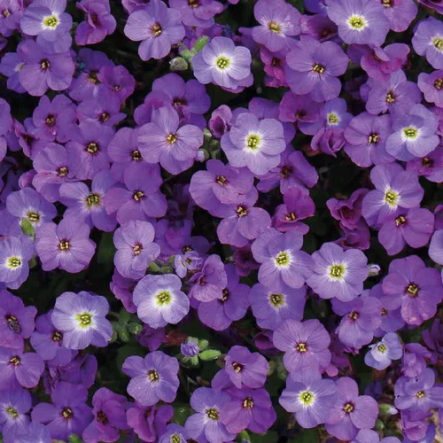 Aubrietia X Royal Blue (Bleu Foncé). La barquette de 6 plants