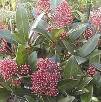Skimmia - Le pot de 10,5 cm