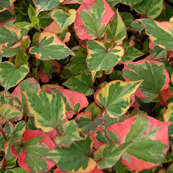 6 x Houttuynia cordata 'Chameleon' – godet 9cm x 9cm
