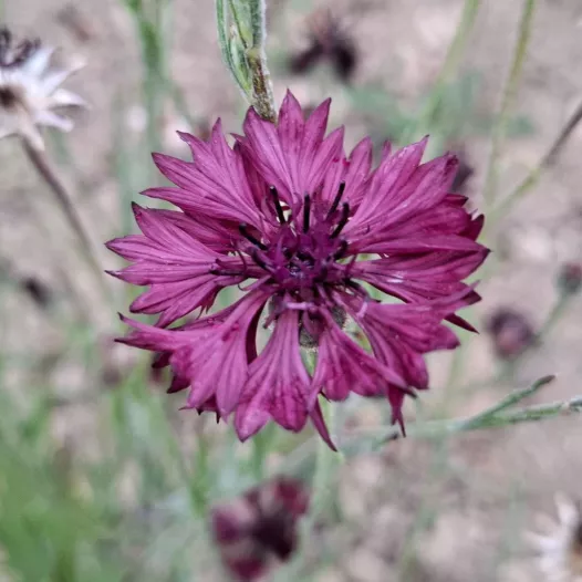 Korenbloem Zwart Black Ball | Biologische en reproduceerbare zaden