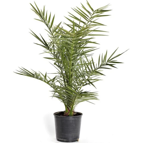 Phoenix Canariensis ou Dattier des Canaries 100/130 cm en pot de 10 L