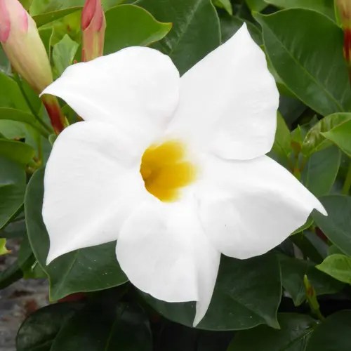 Dipladenia Blanc. Le pot de 9x9 cm