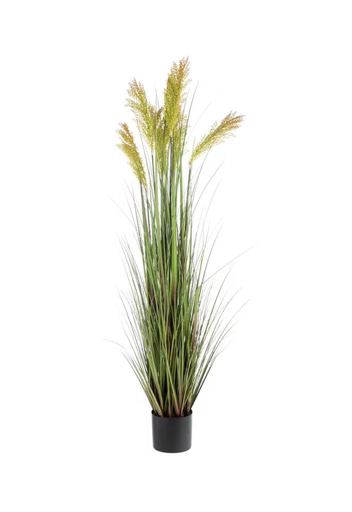 Pot de graminée épis coloris vert - 178 x 36 x 17 cm