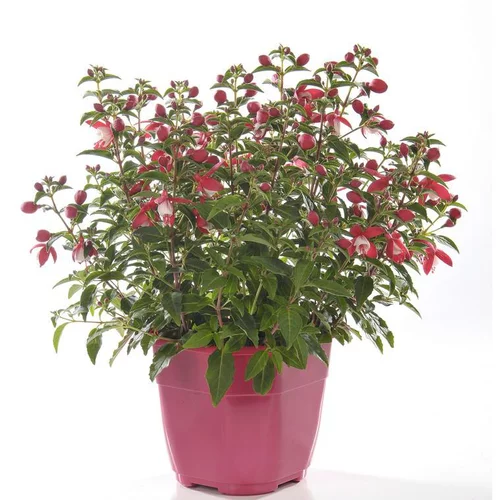 Fuchsia érigé multicolore. Le pot de 2,5 litres