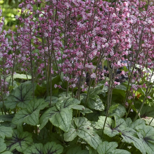 Heucherella Pink Fizz Heucherella pink fizz ( fizz series )