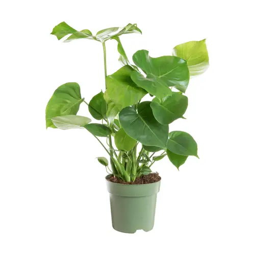 Monstera en touffe vert. Le pot Ø 24 cm