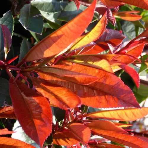 Photinia Fraseri Red Robin® 120/150 en pot de 15 L rouge