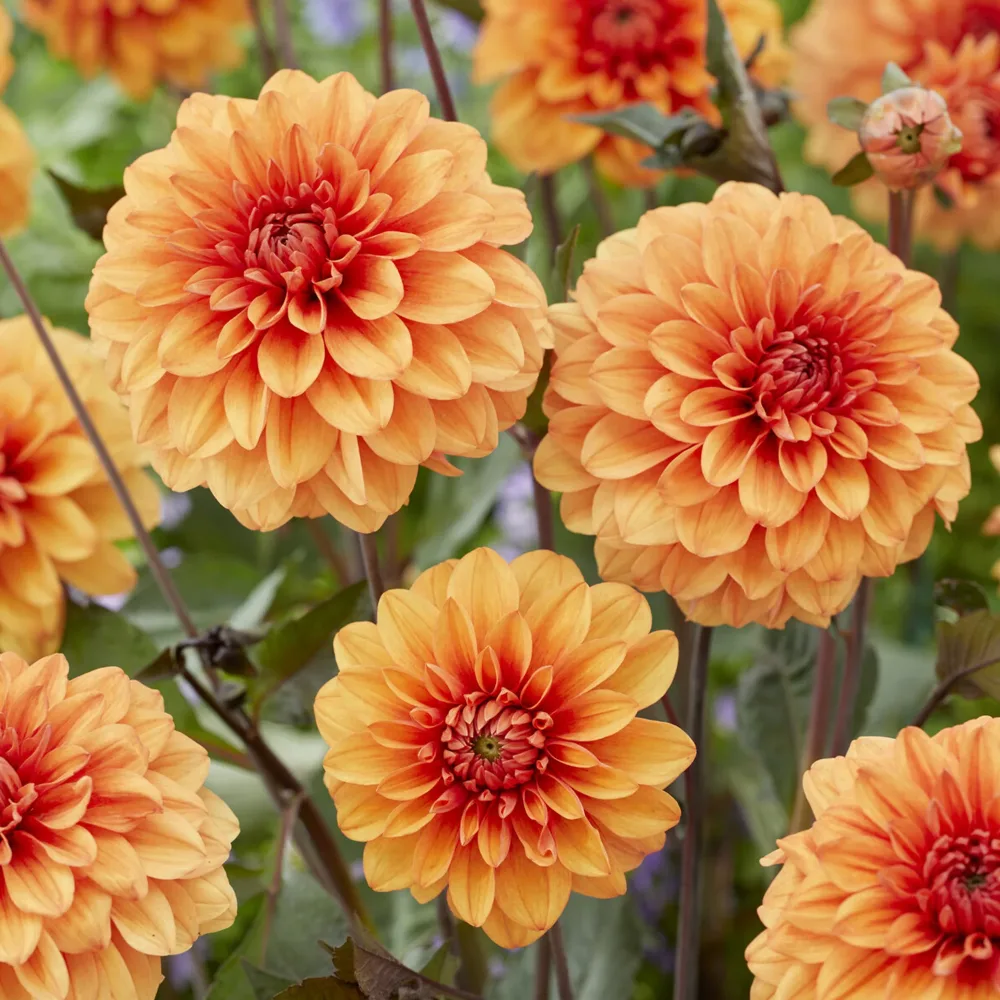 Dahlia David Howard Dahlia David Howard