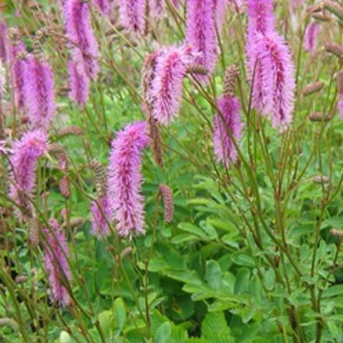 Pimprenelle Hakusanensis - Sanguisorbe Sanguisorba hakusanensis