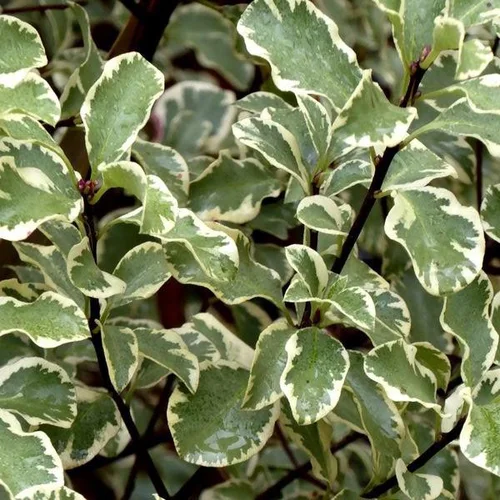 Pittosporum tenuifolium argyrophyllum variegatum en pot de 7,5 L