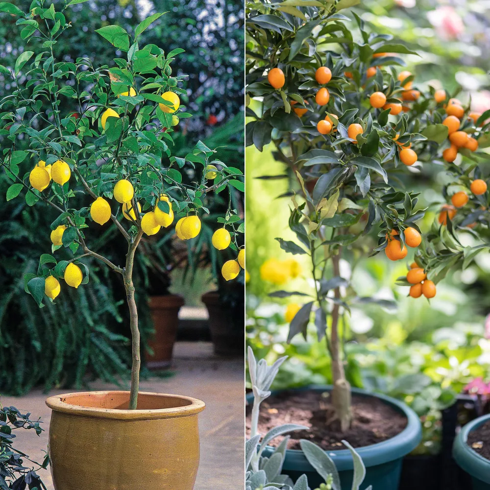 Collection de 2 Kumquat et Citronnier Citrus lemon vulcan + fortunella