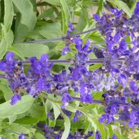Sauge mystic bleue - Le pot de 2,5 litres