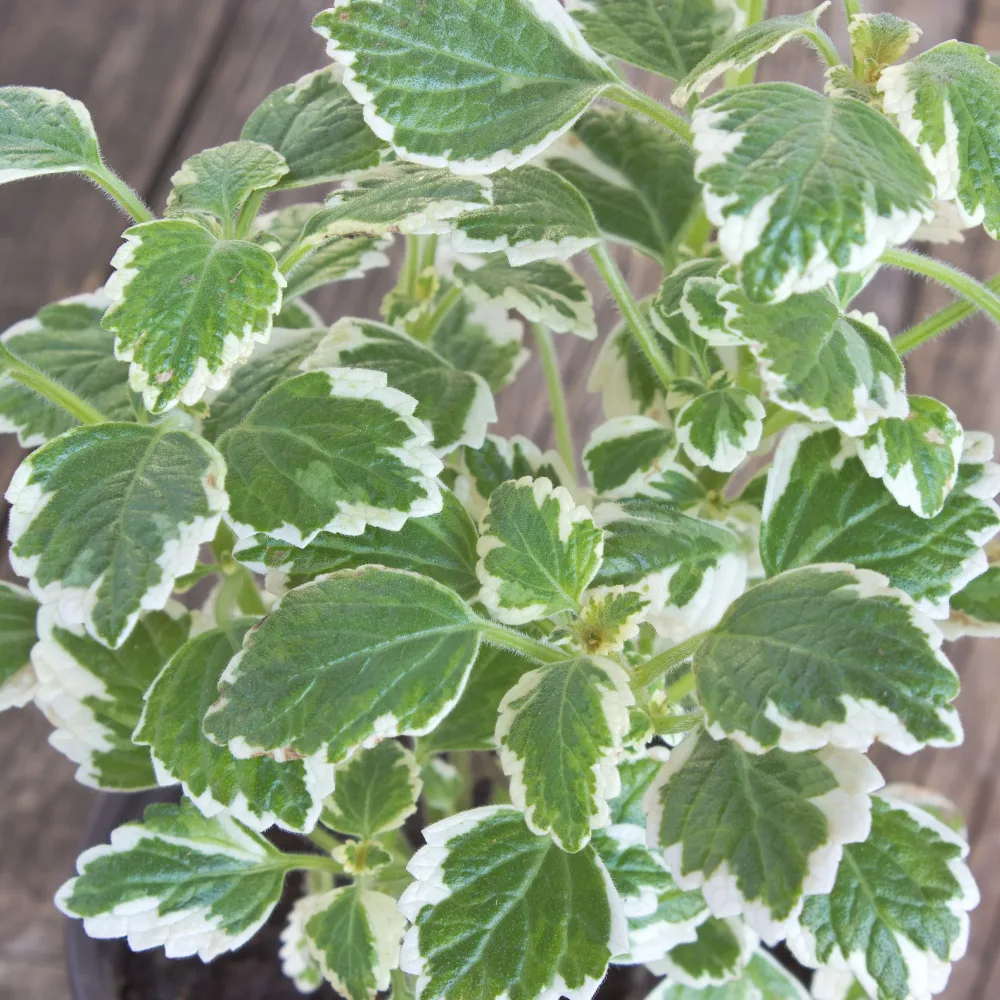 Plectranthus bicolore vert et blanc Plectranthus bicolore green and white