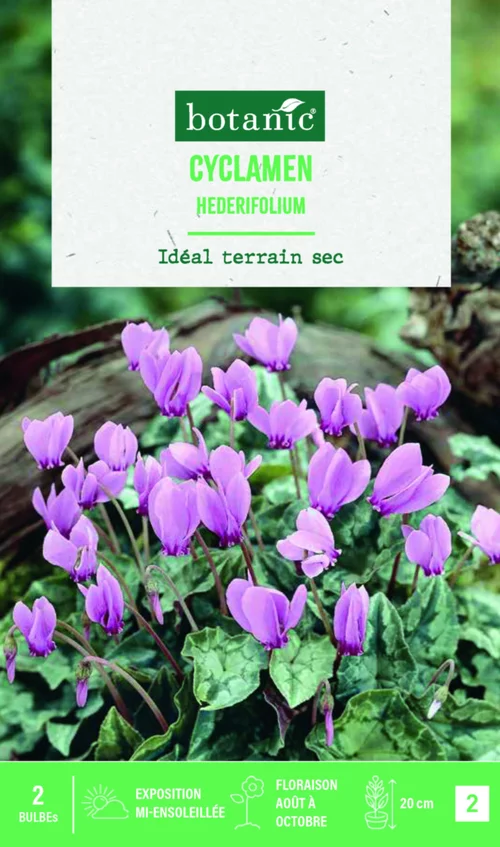 Bulbe de fleurs Cyclamen hederifolium botanic® - 2 bulbes
