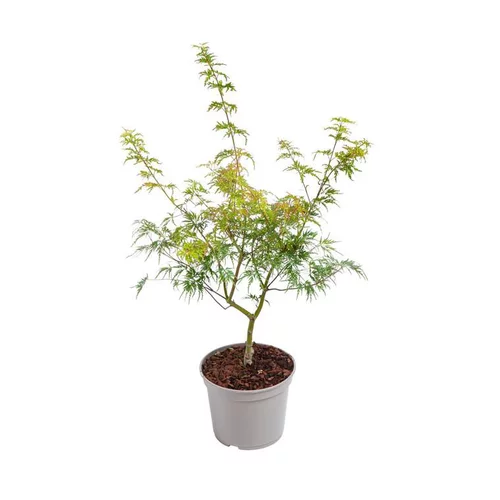 Erable du Japon (ACER PALMATUM SEIRYU ) Le pot de 3 litres