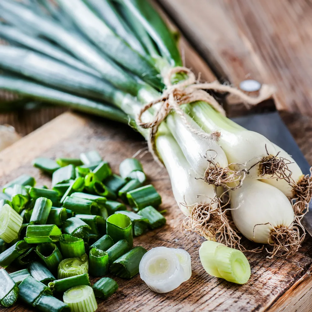 Oignon Blanc de Lisbonne Allium cepa lisboa