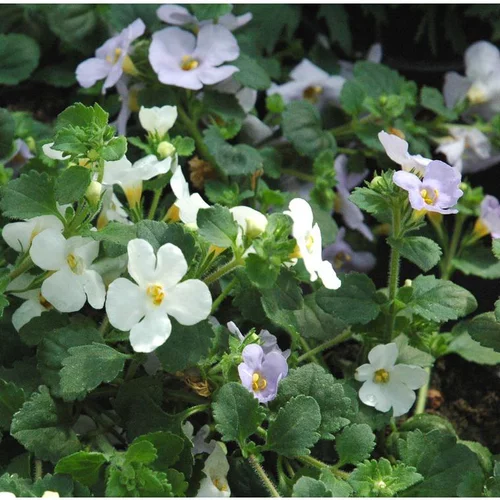 Mélange de Bacopa (Sutera cordata) à fleurs multicolores - Le pot de 0,7 litre