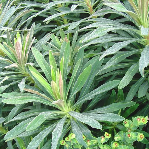 Euphorbe vivace à fleurs multicolores - Le pot de 2 litres