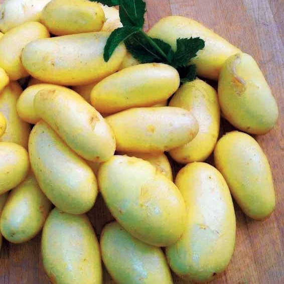 25 Pommes de terre Jazzy Solanum tuberosa jazzy