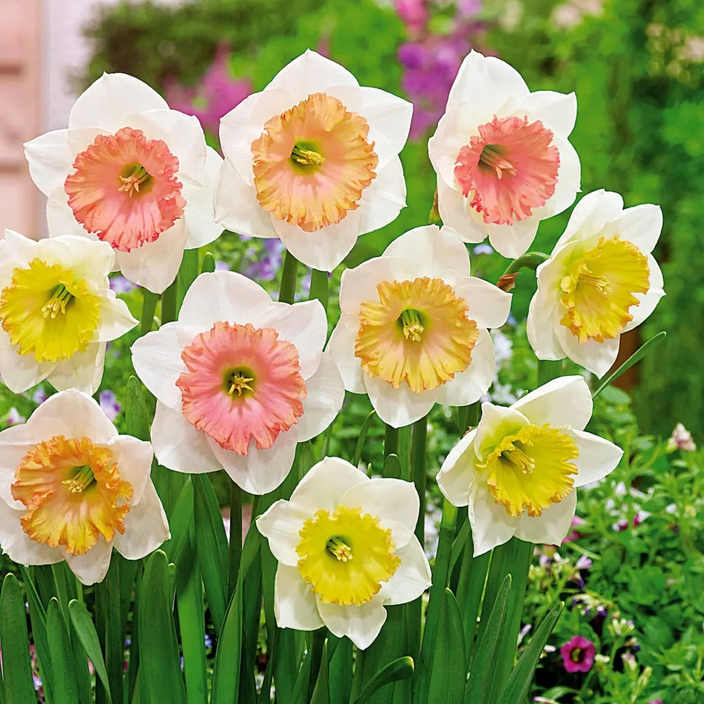 10 Narcisses Sentinelle Narcissus sentinelle